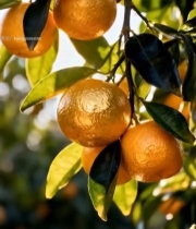  枝头成熟橙子特写3511#竖屏 	 