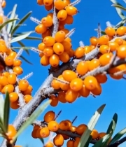  枝头饱满沙棘果实特写7595#竖屏 	 