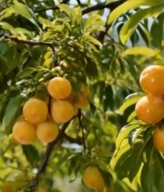  枝头成熟的黄李子特写6325#竖屏 	 