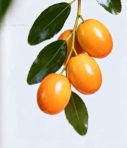  枝头挂果的黄色果实3700#竖屏 	 