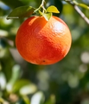  枝头成熟的橘子特写4904#竖屏 	 