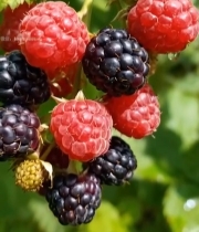  枝头成熟的树莓果实3172#竖屏 	 