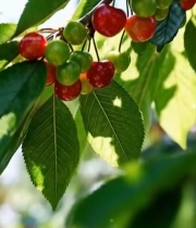  枝头成熟与未成熟樱桃特写6486#竖屏 	 