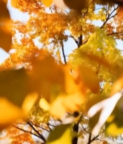  枝头成熟的核桃与秋叶2568#竖屏 	 