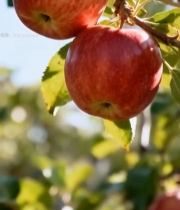  枝头成熟红苹果特写(1)5227#竖屏 	 