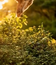  长颈鹿户外低头进食画面2891#竖屏 	 