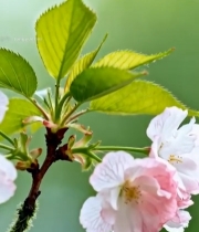  绽放的粉色樱花特写1119#竖屏 	 