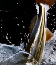  跃出水面的鱼特写2324#竖屏 	 