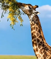  长颈鹿仰头吃树上枝叶4190#竖屏 	 
