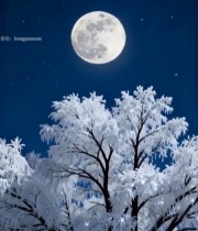  月夜下覆雪树木景观7371#竖屏 	 