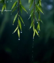  雨中垂柳特写3779#竖屏 	 