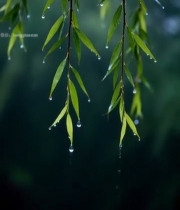  雨中垂柳特写3779#竖屏 	 