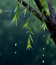  雨中垂柳带雨滴特写1904#竖屏 	 