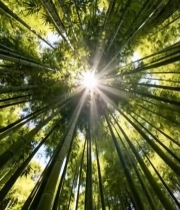  仰视竹林阳光穿透画面4250#竖屏 	 