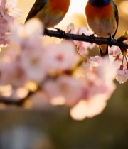  樱花枝上的彩色小鸟7502#竖屏 	 