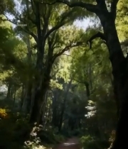  阳光照耀下的森林小径3992#竖屏 	 