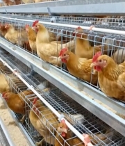  养鸡场内笼养母鸡素材383#竖屏 	 