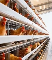  养鸡场母鸡笼养画面1147#竖屏 	 