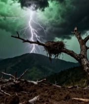 野外闪电乌云下的枯树与鸟巢7677#竖屏 	 