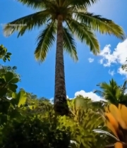  仰拍高大椰子树与蓝天1868#竖屏 	 