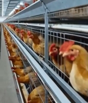  养鸡场鸡群笼养画面261#竖屏 	 