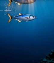  阳光照射下海底游动的鱼7735#竖屏 	 