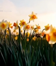  阳光下绽放的黄色水仙花7419#竖屏 	 