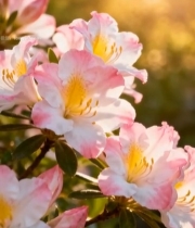  阳光下绽放的粉色花朵(3)4821#竖屏 	 