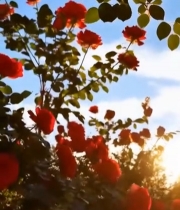  阳光下绽放的红色玫瑰花2492#竖屏 	 