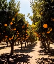  阳光照耀下的橙子果园(2)6800#竖屏 	 