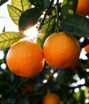  阳光下枝头成熟的橘子791#竖屏 	 