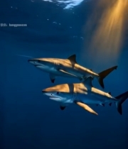  阳光照射下的双鲨鱼海底画面2688#竖屏 	 