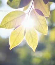  阳光照射下的绿叶特写(1)3333#竖屏 	 