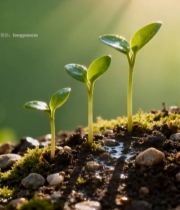  阳光下破土而出的嫩绿幼苗(4)6845#竖屏 	 