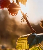  阳光下树莓特写4587#竖屏 	 