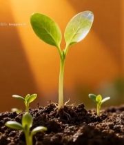  阳光下幼苗生长特写1358#竖屏 	 