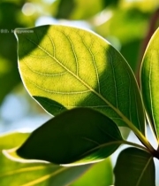  阳光下绿叶特写4220#竖屏 	 