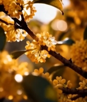  阳光下盛开的金桂特写7246#竖屏 	 