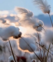  阳光下摇曳的芦苇素材2743#竖屏 	 