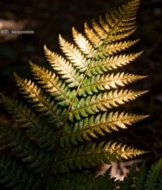  阳光下森林中的蕨类植物(2)6666#竖屏 	 