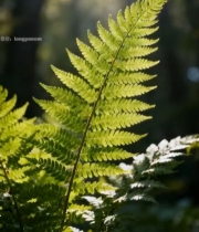  阳光下森林中的蕨类植物3533#竖屏 	 