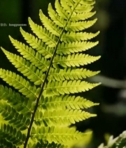  阳光下森林中的蕨类植物(1)4796#竖屏 	 