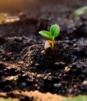  阳光下破土而出的嫩绿幼苗(1)1012#竖屏 	 