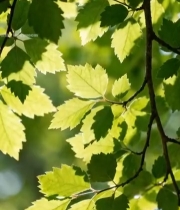  阳光下的翠绿树叶特写(1)7166#竖屏 	 