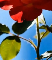  阳光下的红色月季花特写(1)7089#竖屏 	 