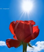  阳光下的红玫瑰特写1334#竖屏 	 