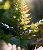  阳光下的蕨类植物特写(2)6285#竖屏 	 