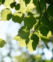  阳光下的绿色树叶特写(4)5385#竖屏 	 