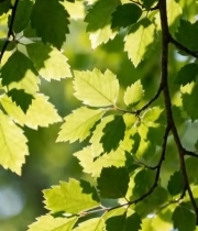  阳光下的翠绿树叶特写(1)7166#竖屏 	 