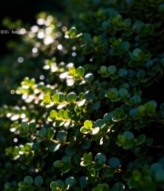  阳光下的绿色植物特写(2)7155#竖屏 	 